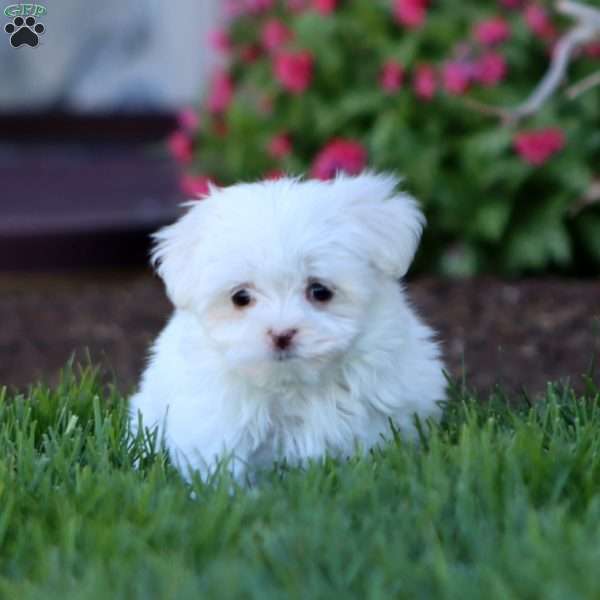 Ruby, Maltese Puppy