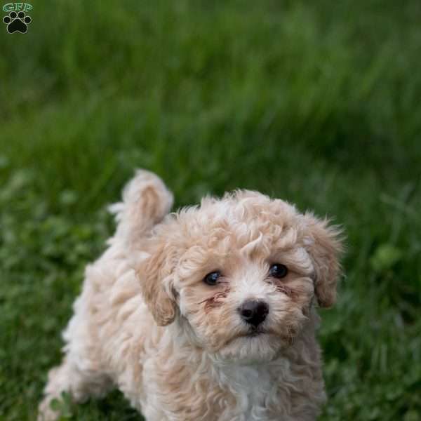 Ruby, Bich-Poo Puppy