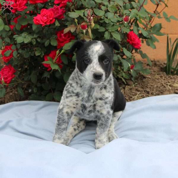 Ruby, Border Collie Mix Puppy