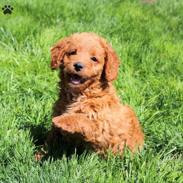 Rudy-F1BB, Mini Labradoodle Puppy