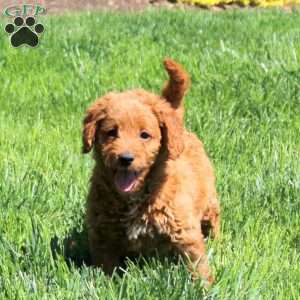 Rudy-F1BB, Mini Labradoodle Puppy
