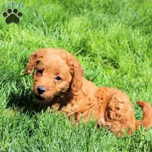 Rudy-F1BB, Mini Labradoodle Puppy
