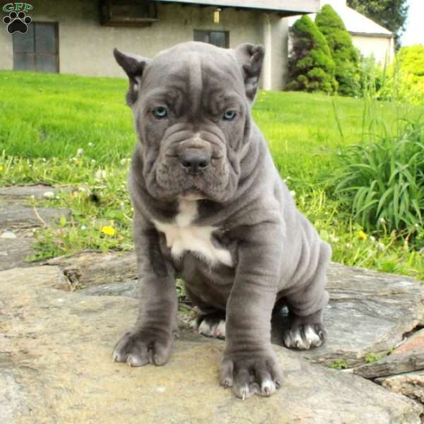 Rue, Cane Corso Puppy