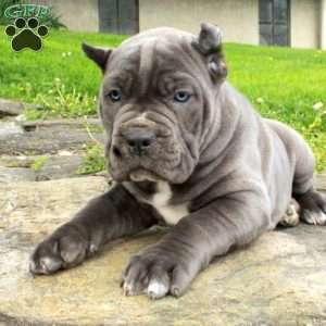 Rue, Cane Corso Puppy