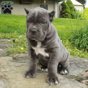 Rue, Cane Corso Puppy