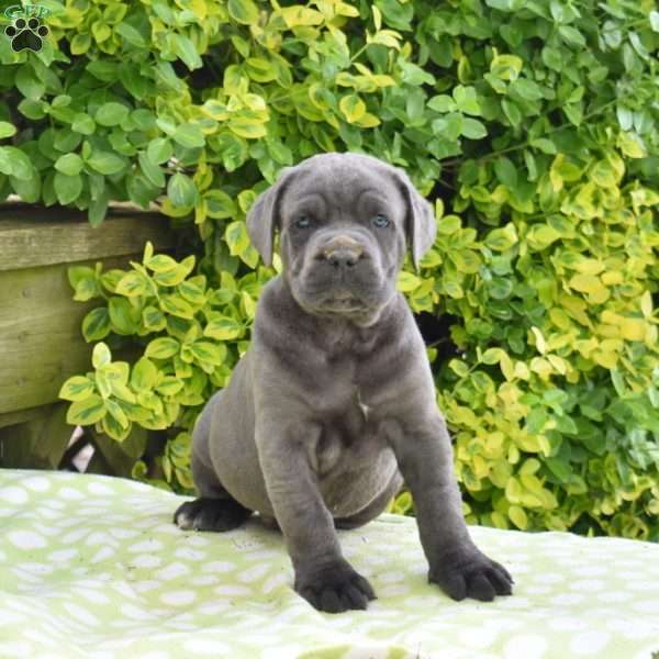Rumble, Cane Corso Puppy