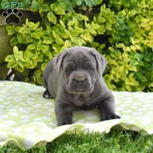 Rumble, Cane Corso Puppy