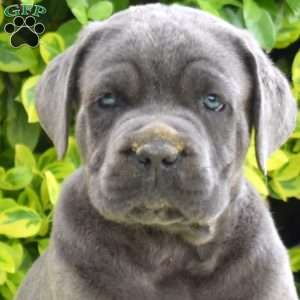 Rumble, Cane Corso Puppy