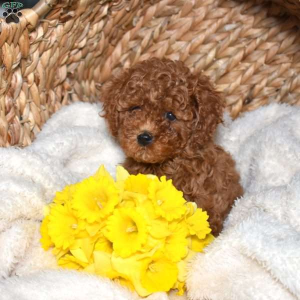 Rusty, Cavapoo Puppy