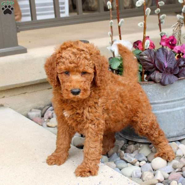 Rusty, Mini Goldendoodle Puppy