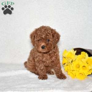 Rusty, Cavapoo Puppy