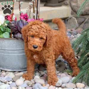 Rusty, Mini Goldendoodle Puppy