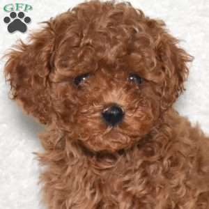 Rusty, Cavapoo Puppy