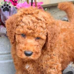 Rusty, Mini Goldendoodle Puppy