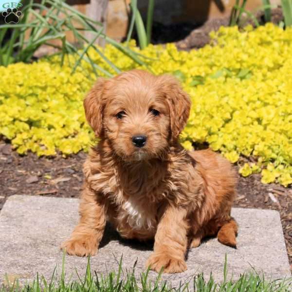 Ryan-F1BB, Mini Labradoodle Puppy