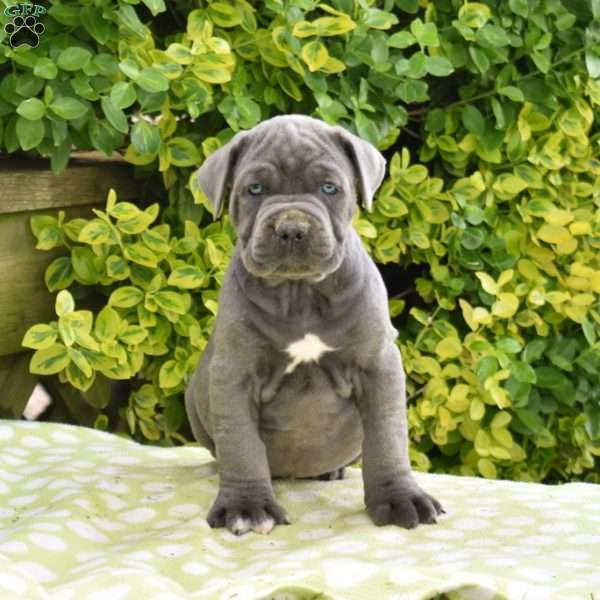 Ryder, Cane Corso Puppy