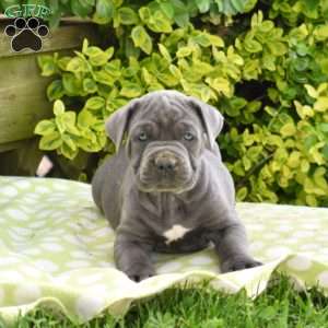 Ryder, Cane Corso Puppy