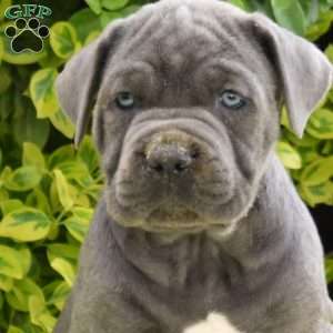 Ryder, Cane Corso Puppy
