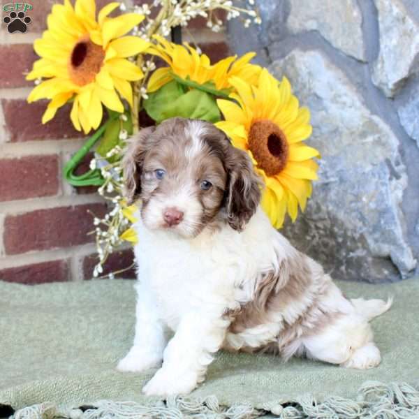 Ryland, Cockapoo Puppy
