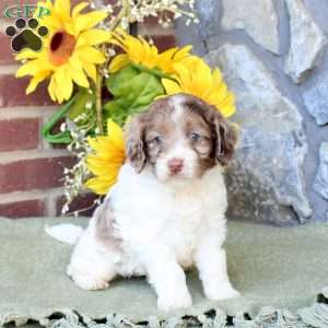 Ryland, Cockapoo Puppy