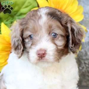 Ryland, Cockapoo Puppy