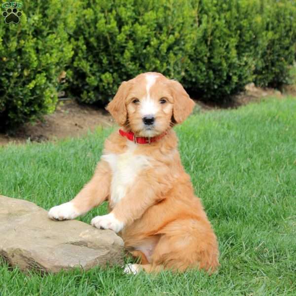 Sadie, Goldendoodle Puppy