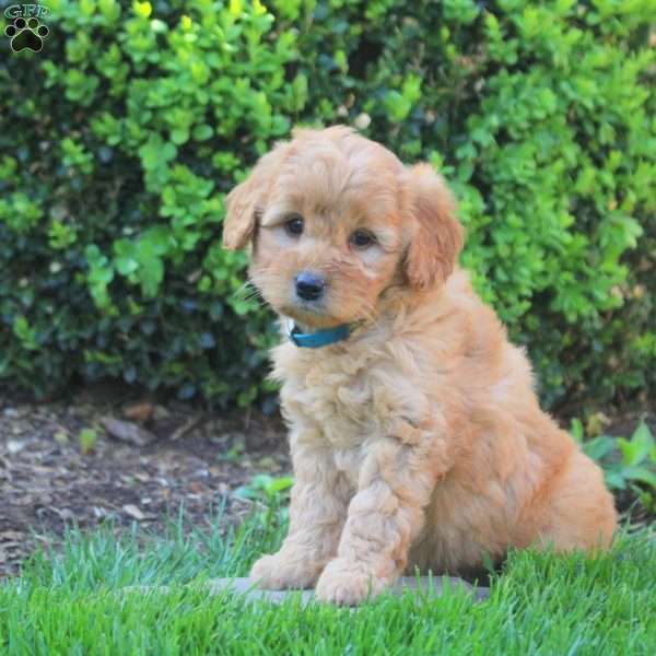 Sadie, Mini Goldendoodle Puppy