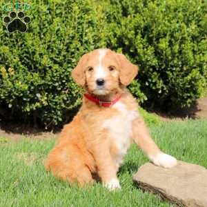 Sadie, Goldendoodle Puppy