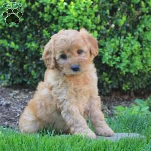Sadie, Mini Goldendoodle Puppy