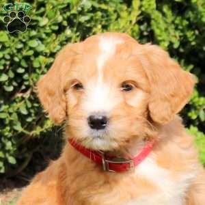 Sadie, Goldendoodle Puppy