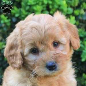 Sadie, Mini Goldendoodle Puppy