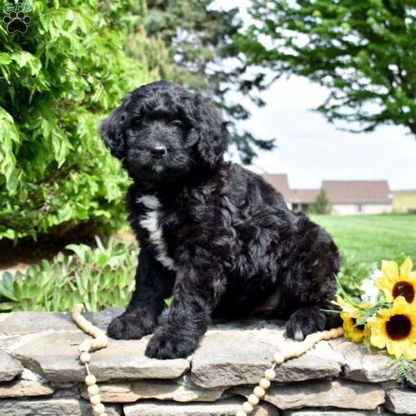 Sage, Bernedoodle Puppy