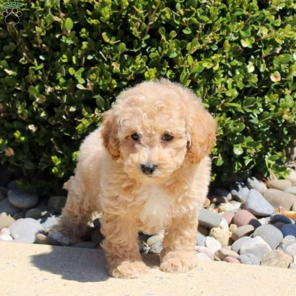 Saleh, Bich-Poo Puppy