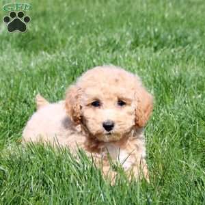 Saleh, Bich-Poo Puppy