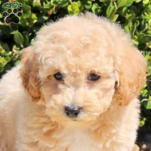 Saleh, Bich-Poo Puppy