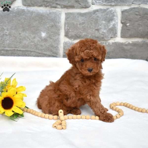 Sally, Toy Poodle Puppy
