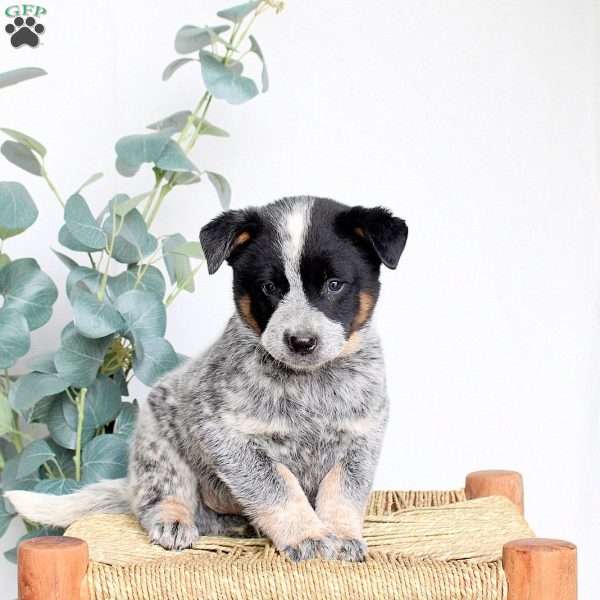 Sam, Blue Heeler – Australian Cattle Dog Puppy