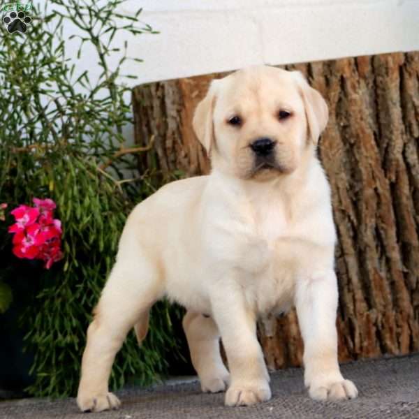 Sam, Yellow Labrador Retriever Puppy
