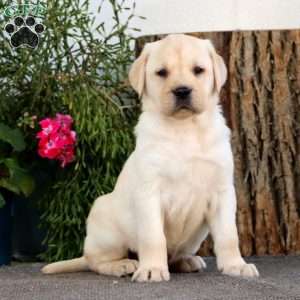 Sam, Yellow Labrador Retriever Puppy