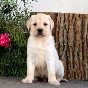 Sam, Yellow Labrador Retriever Puppy