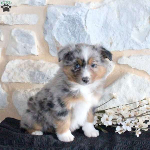 Sammy, Miniature Australian Shepherd Puppy
