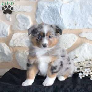 Sammy, Miniature Australian Shepherd Puppy