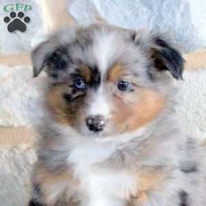 Sammy, Miniature Australian Shepherd Puppy