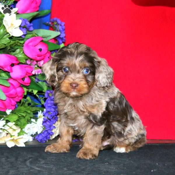 Sammy, Cavapoo Puppy