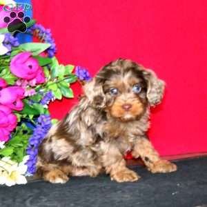 Sammy, Cavapoo Puppy