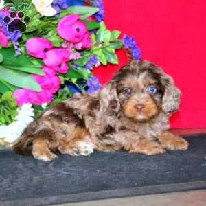 Sammy, Cavapoo Puppy