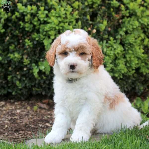 Samuel, Mini Goldendoodle Puppy