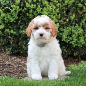 Samuel, Mini Goldendoodle Puppy