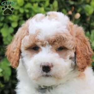 Samuel, Mini Goldendoodle Puppy