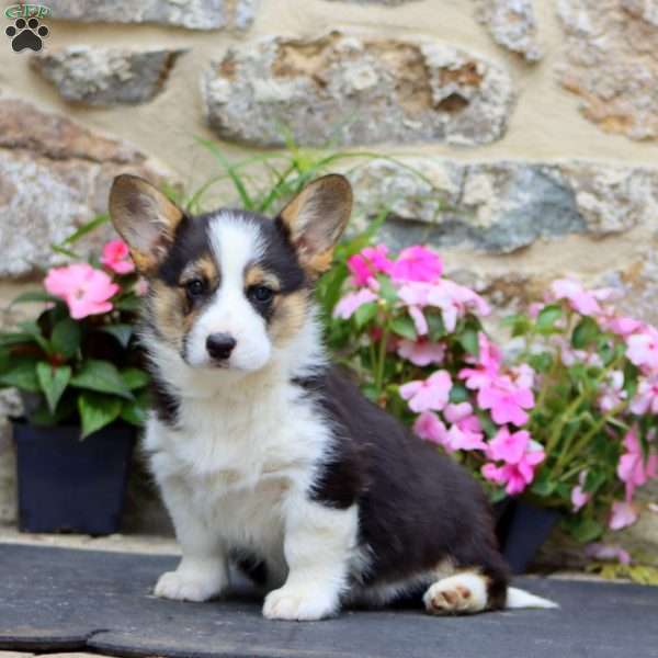 Sara, Pembroke Welsh Corgi Puppy